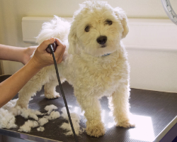 faqs archer road pet resort archer florida