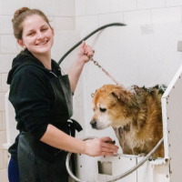 faqs archer road pet resort archer florida