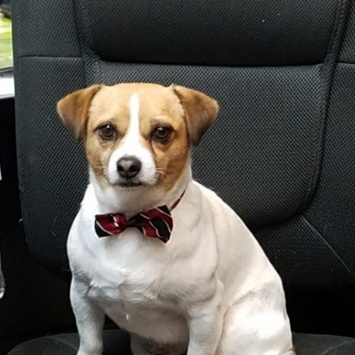 faqs archer road pet resort archer florida